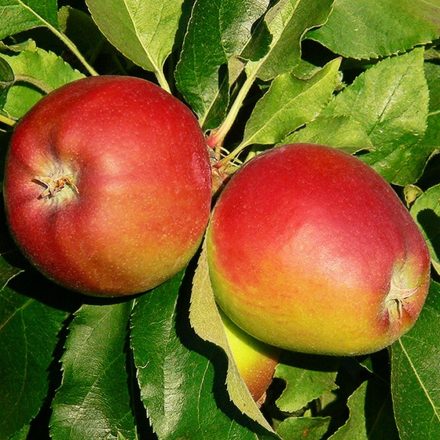 Alma GÁLA bio sárgás piros édes - olasz