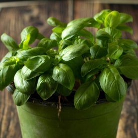 Bazsalikom cserepes bio