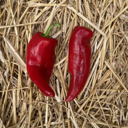 Bio kápia paprika magyar
