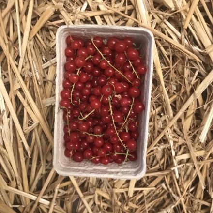 Bio ribiszke magyar 250g