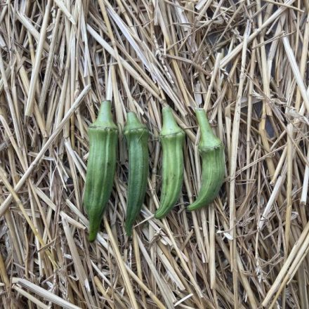 Okra magyar