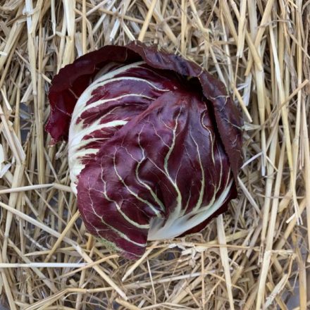 Radicchio magyar