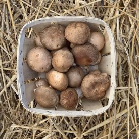 Shiitake gomba magyar